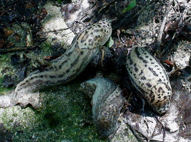 Limax del gruppo maximus dalle Gole del Velino (RI)